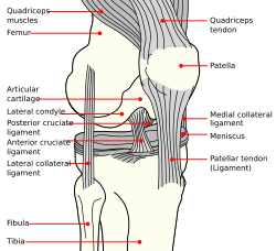 Knee diagram