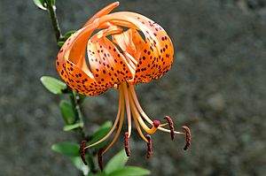 Lilium lancifolium 7757.jpg