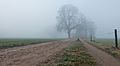 Lochemse Berg, bomen in de mist aan de Hoge Enk IMG 3165 2020-01-01 09.37