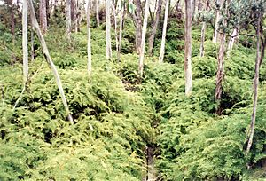 Lyrebird Walk New England National Park