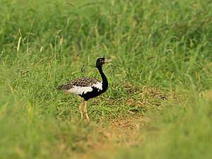 Male Lesser Florican (crop).jpg