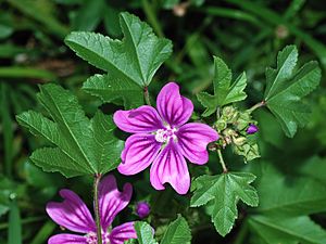 Mallow January 2008-1.jpg