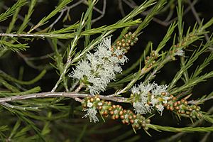 Melaleuca densispicata.jpg