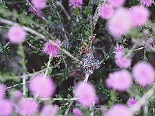 Melaleuca spathulata (fruits)