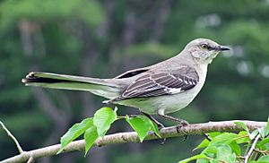 Mimus polyglottos adult 02 cropped.jpg