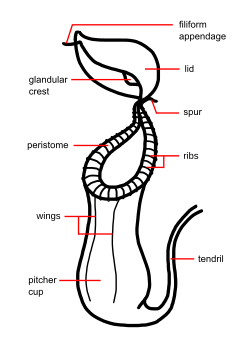 Nepenthes pitcher morphology upper