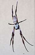 Nephila edulis female