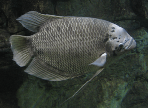 Osphronemus Gourami (better).png