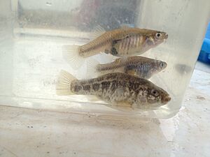 Pecos pupfish.jpg