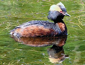 Podiceps auritus1