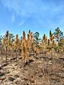 Post-burn longleaf pine saplings