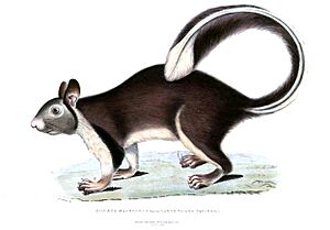 Ratufa macroura Hardwicke