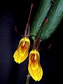 Restrepia falkenbergii Orchi 01