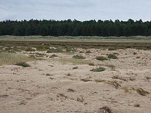 Saltmarsh at Holkham Bay - geograph.org.uk - 793497