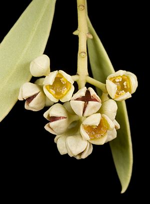 Santalum acuminatum - Flickr - Kevin Thiele.jpg