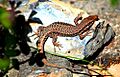 Siamak sabet-Darevskia defilippii (Alborz Lizard) 03