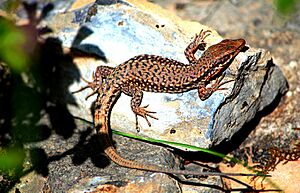 Siamak sabet-Darevskia defilippii (Alborz Lizard) 03.jpg