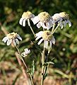 Sneezewort (Achillea ptarmica)