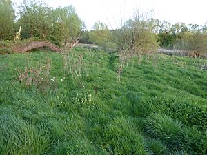 Southfield Farm Marsh 5.jpg