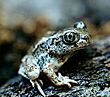 Spadefoot pic.jpg