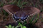 Spicebush Swallowtail in August.jpg