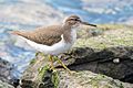 Spotted Sandpiper (non-breeding plumage) (32877802088)