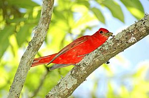 Summer Tanager male hephzibah.jpg