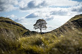 Sycamore Gap Tree arbre.jpg