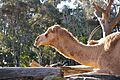 Taronga zoo, Sydney, Australia (210920837)