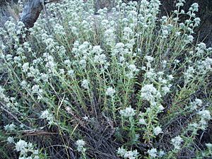 Teucrium capitatum2006