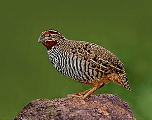 The Jungle Bush Quail.jpg