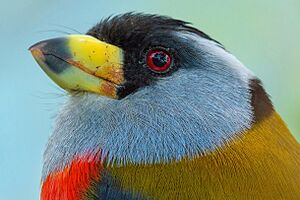 Toucan barbet -Semnornis ramphastinus