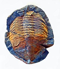 Trilobites - Megistaspis aliena.