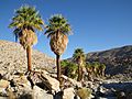 Washingtonia filifera — Mary's Grove — Florian Boyd 001.jpg