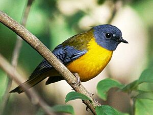 White-starred Robin (Pogonocichla stellata).jpg