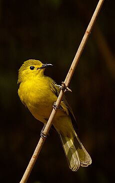 Yellow browed bulbul