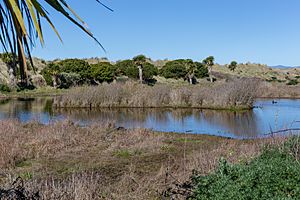 A small lake in Bottle Lake Forest Park, bordering the suburb of Parklands