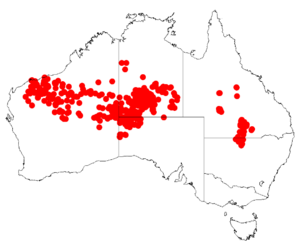 Acacia maitlandiiDistMap573.png