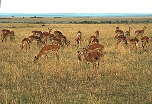 Aepyceros melampus (Masai Mara, Kenya)