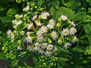 Ageratina altissima 002