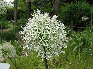 Allium stipitatum 'Mt Everest'2