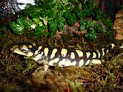 Ambystoma tigrinum Domenico Kumme 3.jpg