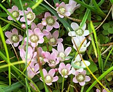 Anagallis tenella Gors Goch