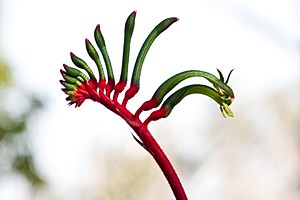 Anigozanthos manglesii gnangarra-1007.jpg