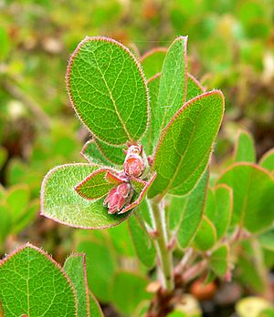 Arctostaphylos edmundsii 2.jpg