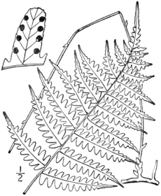 BB-0039 Dryopteris simulata