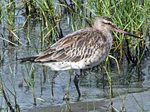 Bar-tailed Godwit Cairns RWD.jpg