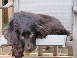 BoykinSpaniel2