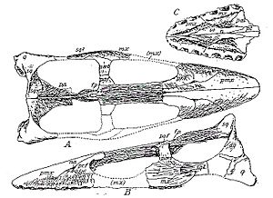 Brancasaurus