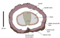 Bush coconut labelled cross section